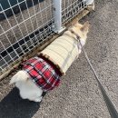 용맹한옷장 | 용맹한 옷장 ‘XL~7XL’ 중형견 대형견 '양면 패딩 조끼' 리뷰 후기 :-)