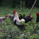 청계농장 이미지