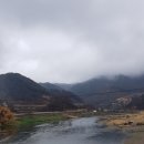 들에핀 매화 이미지