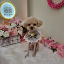 하리스펫 이미지