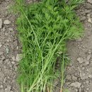 열무농장 이미지