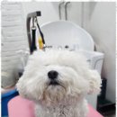 예쁘개 미용할개 이미지