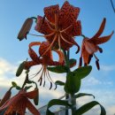 노고지리 이미지