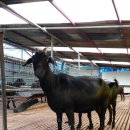 솔미축사 이미지