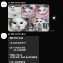 행복한고양이 | 신혼집 새 가족 렉돌 '하양이' 집사 일기 🐱 검단 고양이 미용·호텔 추천 '행복한 고양이' 정착 후기 ✨