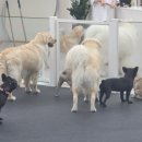 ppcf 네이버블로그
