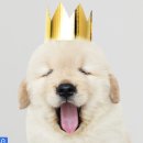 댕댕클라스 이미지