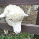 신기목장 이미지