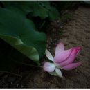 대림동 성당 내 이미지