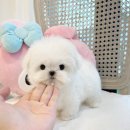수아펫