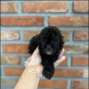 천안 강아지분양 고양이분양 파라다이스펫본점 이미지