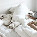 폴캐터리 이미지