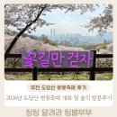 부천제일시장 벚꽃길 | 2026년 부천 도당산 벚꽃축제 개화 및 솔직방문후기