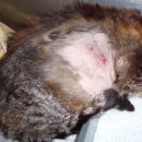 러브펫 동물병원 이미지