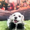 예뻐할게 펫 살롱 이미지