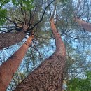 소나무푸드 이미지