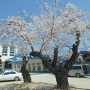 분향초등학교 이미지