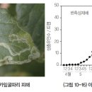 토마토 - 병해(질병) 아메리카잎굴파리 이미지