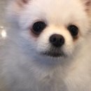 성남애견 이미지