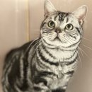 아메숏 캐터리 이미지