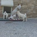 광교산동물병원 이미지