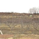 조양농원 이미지