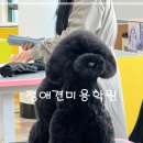 튼튼애견미용 이미지