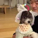 빌라반우 이미지