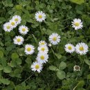 today’s flower study - daisies !! [15] + bonus plushie story(?) 이미지
