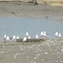 평화1길 이미지