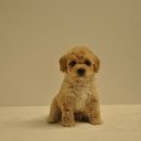 유올펫 강아지고양이 청주점 이미지