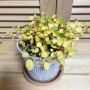 그린마멀레이드 이미지