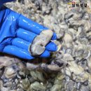 천하유통 | 국산 굴젓 판매 시작! 속초천하젓갈