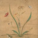 데이릴리(Daylily) | 소박하면서도 우아한 ‘동양의 美’… 어머니 고단한 삶 달래주다