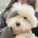 헤어살롱 이야 | 안양미용실 어반베이지 파마 후기 💇‍♀️✨