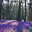 곰솔주단 이미지