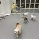 룰루랄라 댕치원 이미지