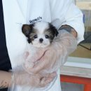 멍토피아 강아지분양 인천 본점 | 인천강아지분양 직접 방문해본 후기｜홍스퍼피 인천본점