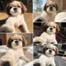 하모니카(1년) | 달아나는 빛 초록을 거머쥐고