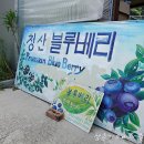 청산 블루베리 이미지