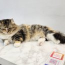 묘냥묘냥 이미지