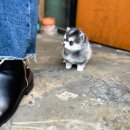 프리미엄 켄넬 이미지