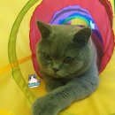 그랜비캐터리 이미지