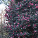 제주다반사 | 💸 제주렌트카 가격비교 꿀 정보 특가 예약은 돌하루팡이 정답입니다!