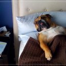 별별강아지 이미지