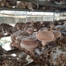 장연농장 이미지