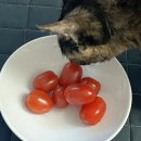 빵실하개 이미지