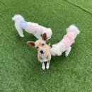 댕스히얼 이미지