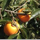 정옥농장 이미지