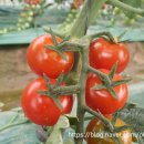 수화농장 이미지